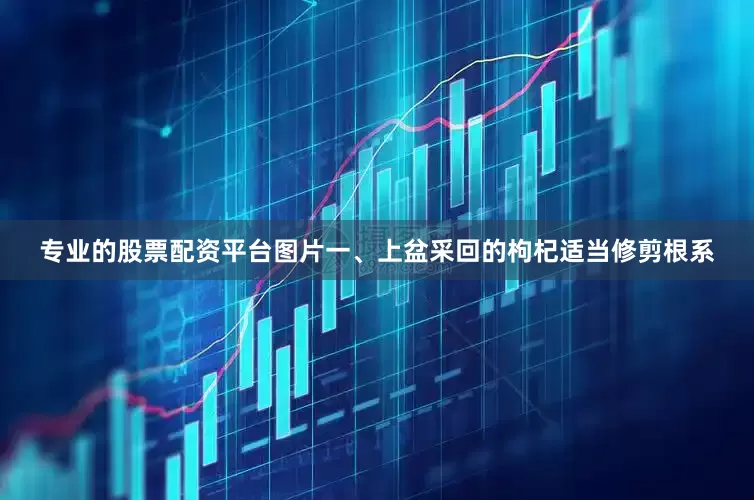 专业的股票配资平台图片一、上盆采回的枸杞适当修剪根系